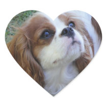 Cavalier King Charles cute puppy dog heart sticker