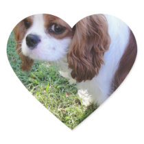 Cavalier King Charles cute puppy dog heart sticker
