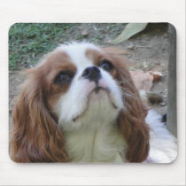 Cavalier King Charles cute puppy dog mousepad