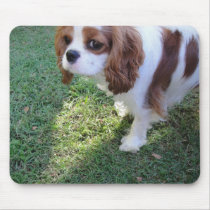 Cavalier King Charles cute puppy dog mousepad