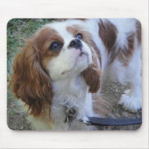 Cavalier King Charles cute puppy dog mousepad