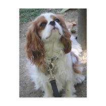 Cavalier King Charles cute puppy dog postcard