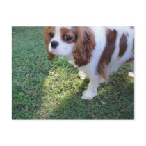 Cavalier King Charles cute puppy dog postcard