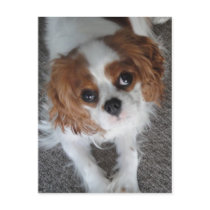 Cavalier King Charles cute puppy dog postcard