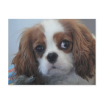 Cavalier King Charles cute puppy dog postcard