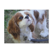 Cavalier King Charles cute puppy dog postcard