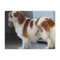Cavalier King Charles cute puppy dog postcard