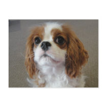 Cavalier King Charles cute puppy dog postcard