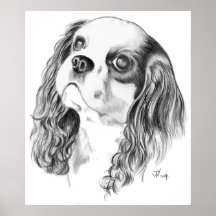 Cavalier King Charles Drawing Posters