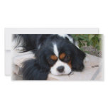 Cavalier King Charles photo cards