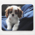 Cavalier King Charles puppy mousepad