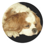 CAVALIER KING CHARLES SLEEPING ROUND STICKER