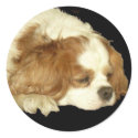 CAVALIER KING CHARLES SLEEPING stickers