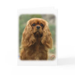 Cavalier King Charles Spaniel 9F51D-10 cards