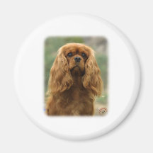 Cavalier King Charles Spaniel 9F51D-10 Magnet