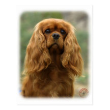 Cavalier King Charles Spaniel 9F51D-10 Post Card