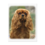 Cavalier King Charles Spaniel 9F51D-10 postcards