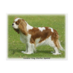 Cavalier King Charles Spaniel 9J001D-06 postcards