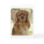 Cavalier King Charles Spaniel 9K027D-13 cards
