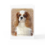 Cavalier King Charles Spaniel 9L005D-08 Greeting Card