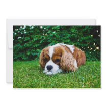 Cavalier King Charles Spaniel Blenheim in Grass Invites