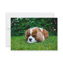 Cavalier King Charles Spaniel Blenheim in Grass Custom Announcements