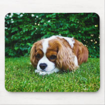 Cavalier King Charles Spaniel Blenheim in Grass Mousemats