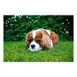 Cavalier King Charles Spaniel Blenheim in Grass photography