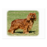 Cavalier King Charles Spaniel business cards
