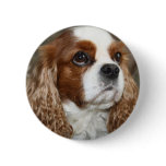 Cavalier King Charles Spaniel button badge