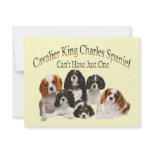 Cavalier King Charles Spaniel Can't Have Just One invitations