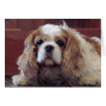 Cavalier King Charles Spaniel Card