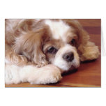 Cavalier King Charles Spaniel Card