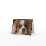 Cavalier King Charles Spaniel Card