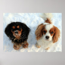 Cavalier King Charles Spaniel Charly & Jucy Print