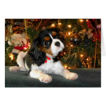 Cavalier King Charles Spaniel Christmas Card