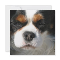 Cavalier King Charles Spaniel Dog Invitations