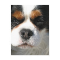 Cavalier King Charles Spaniel Dog Postcard