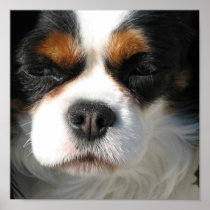 Cavalier King Charles Spaniel Dog Poster