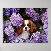 Cavalier King Charles Spaniel Dog Posters