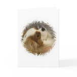 Cavalier King Charles Spaniel Greeting Card