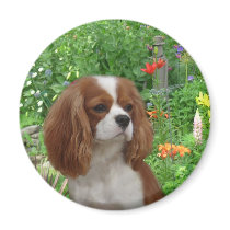Cavalier King Charles Spaniel Magnet