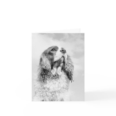 Cavalier King Charles Spaniel on a blank notecard