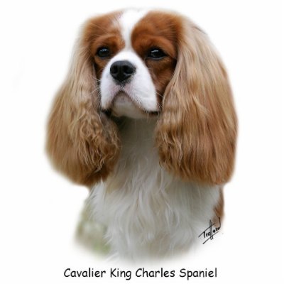 Cavalier King Charles Spaniel Acrylic Cut Out by TraffordPhotos