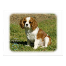 Cavalier King Charles Spaniel Post Card