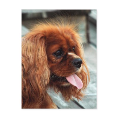 Cavalier King Charles Spaniel Postcard