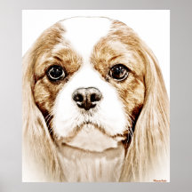CAVALIER KING CHARLES SPANIEL POSTERS