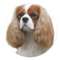 Cavalier King Charles Spaniel stickers
