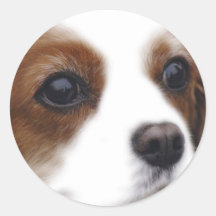 Cavalier King Charles Spaniel Sticker