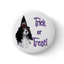 Cavalier King Charles Spaniel Trick